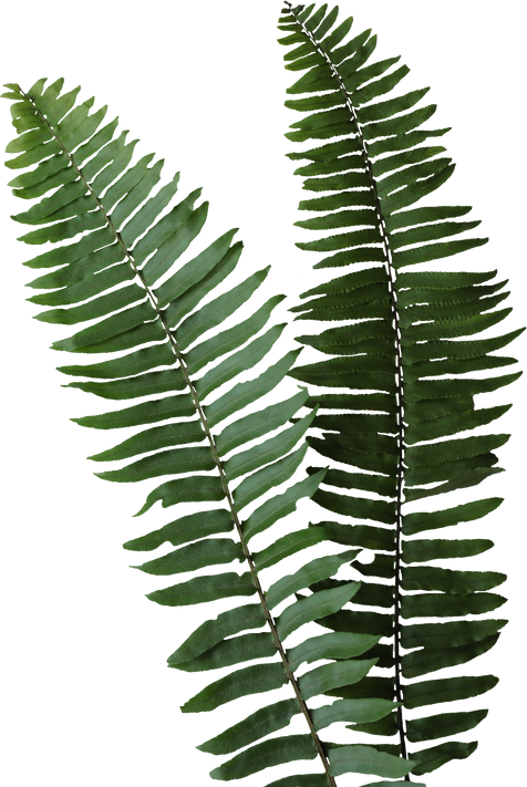Fern leaves
