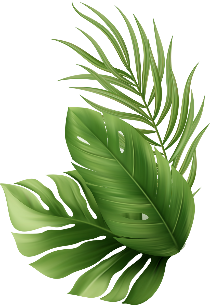 Palm Leaves
